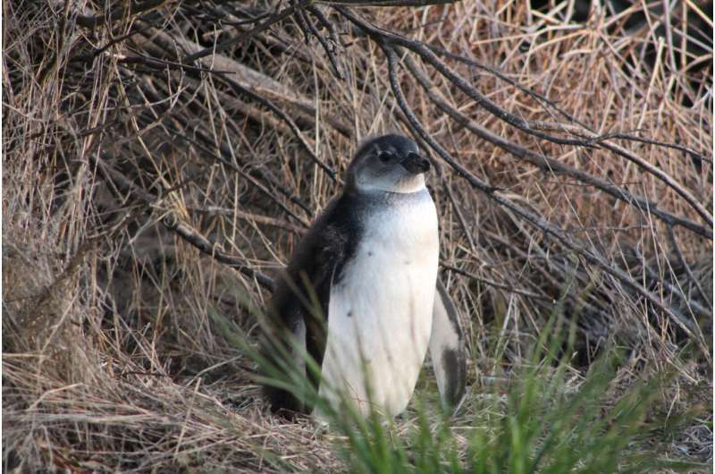Endangered African Penguins Face Rising Competition from Fishing Boats